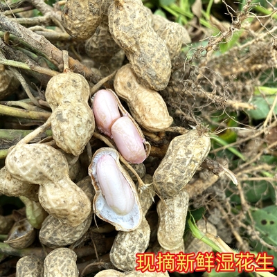 现挖湿花生重庆农家自种新鲜花生带壳粉皮花生现挖水煮生花生