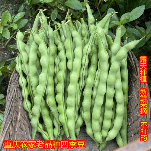 重庆老品种四季豆新鲜嫩豆角扁豆芸豆农家露天种植青四季豆现摘