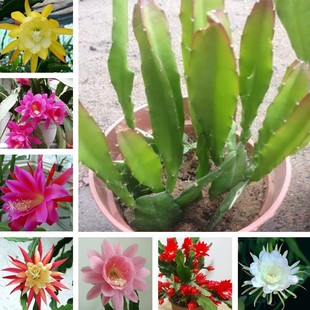 花卉室内绿植仙人多肉植物粉色令箭荷花苗盆栽 叶片插苗 带根发货