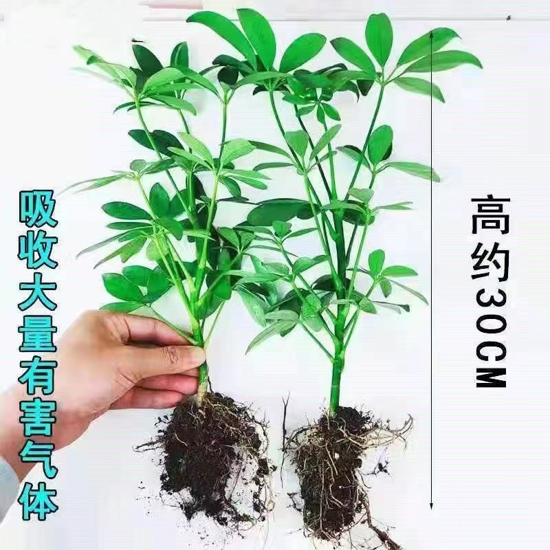 新品鸭脚木盆栽七叶莲四季绿植花卉室内阳台客厅摆放庭院种植