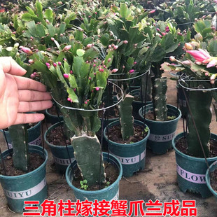 嫁接好的蟹爪兰蟹爪莲花卉植物室内阳台绿植三角柱多肉盆栽办公室