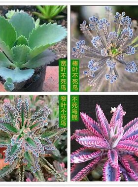 阳台办公桌简单好养多肉植物