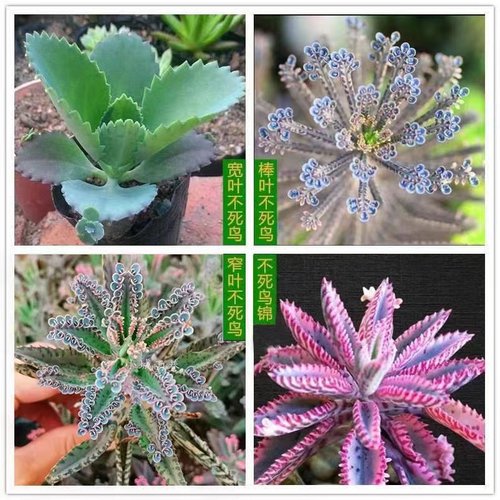 阳台办公桌简单好养多肉植物