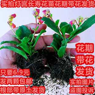 好养重瓣宫灯长寿花苗盆栽倒挂金钟灯笼四季花卉绿植室内好养开花