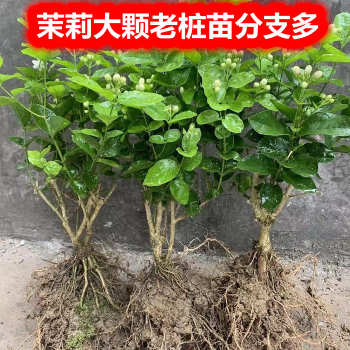 茉莉阳台庭院浓香驱蚊植物图片