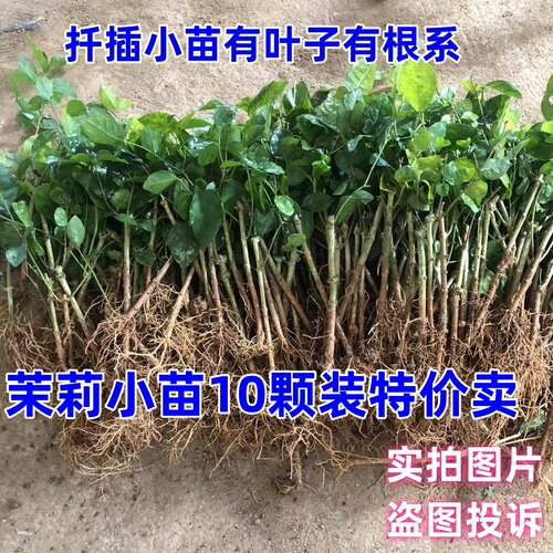 重瓣茉莉花茉莉室内外夏秋花香