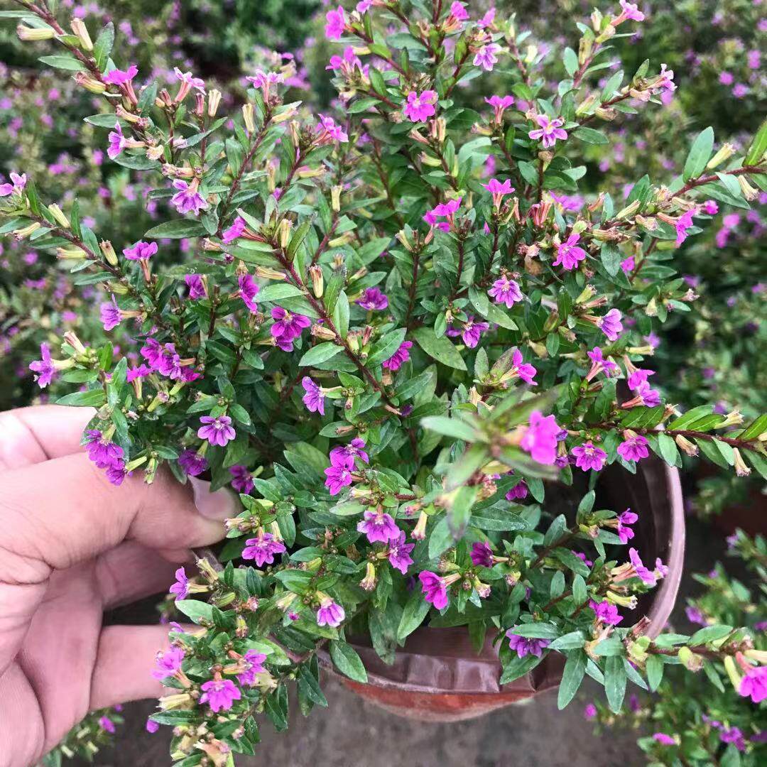 满天星盆栽四季开花室内客厅带盆栽好养带花苞发货观花植物常绿图片
