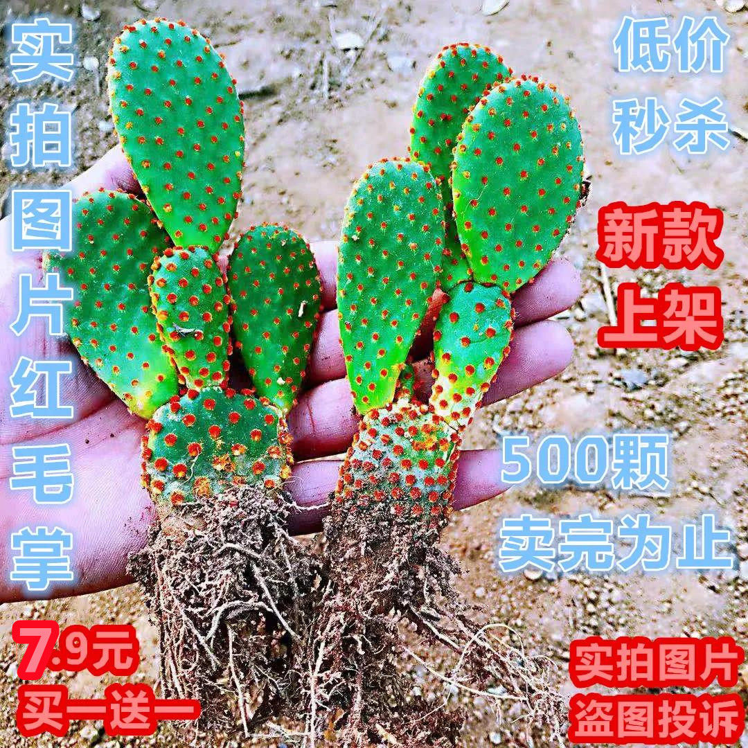红毛掌植物仙人掌科绿植盆栽窗台客厅办公桌面防辐射四季好养耐寒