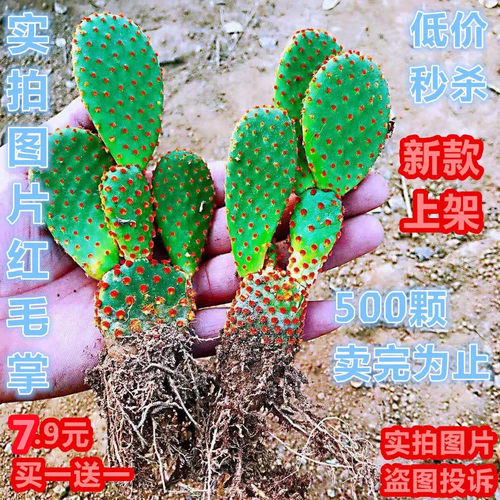 红毛窗台植物防辐射简单红毛掌