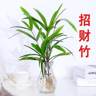 棕竹水培植物盆栽室内绿植花卉招财客厅净化空气好养四季懒人花