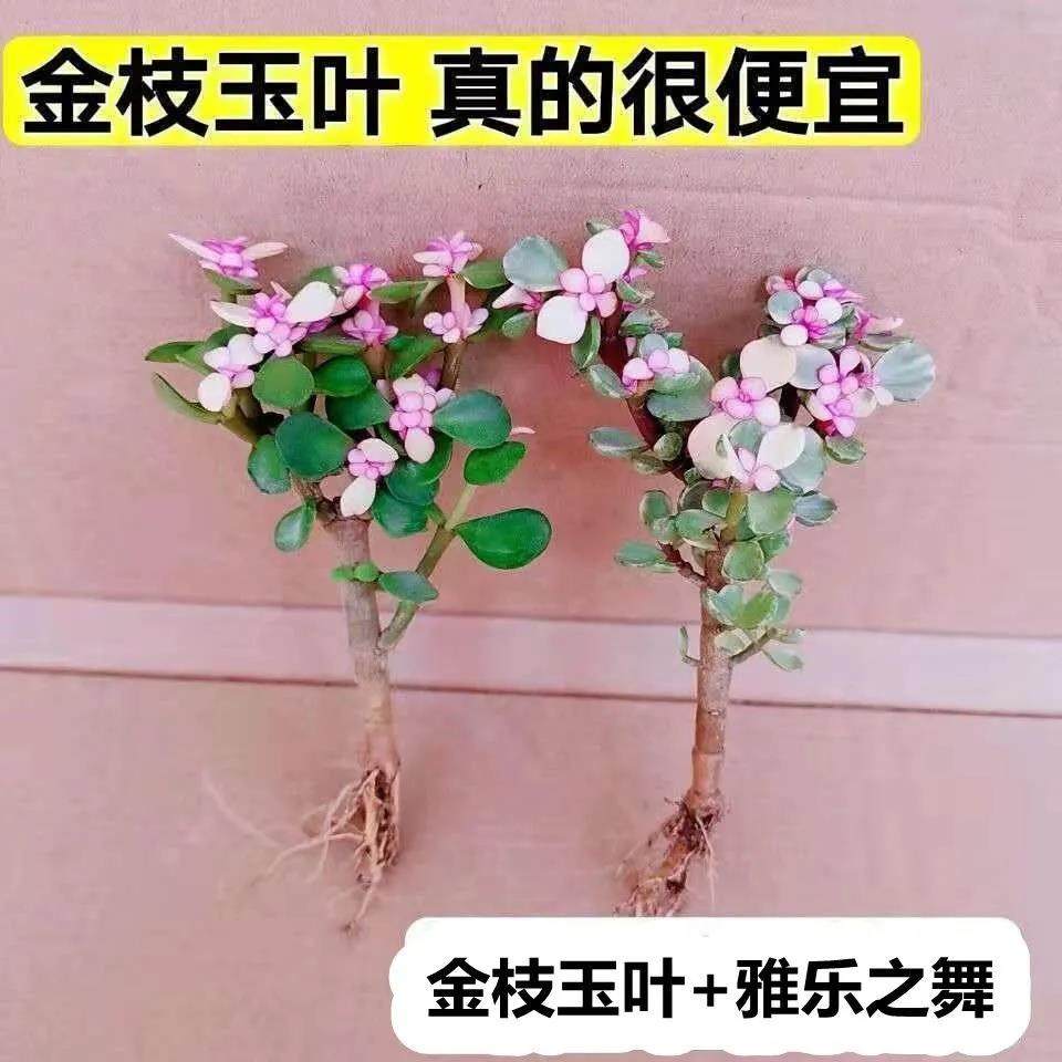 金枝玉叶雅乐之舞多肉多肉图片