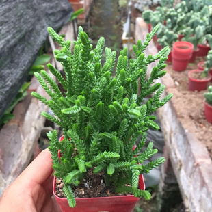 若绿多肉植物青锁龙多肉植物 雅乐之舞 金枝玉叶新款室内盆栽植物