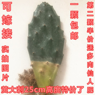 黄大刺仙人掌盆栽嫁接蟹爪兰令箭荷花米邦塔叶片耐热耐干植物