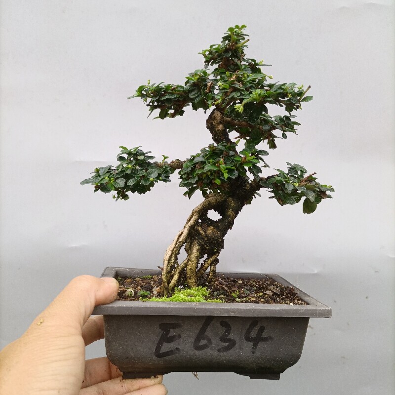 办公桌绿植盆栽摆件桌面树桩室内开花净化空气小叶福建茶盆景新款