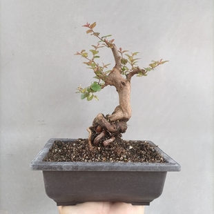 老桩雀梅盆景真品净化空气带盆栽好观茎植物室内开花结果