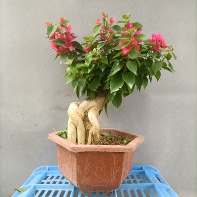 三角梅步步高老桩小叶场地直销