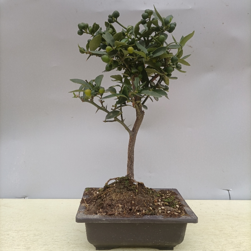 金豆盆景带果室内净化空气