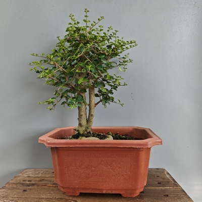 海南香兰盆景开花结果