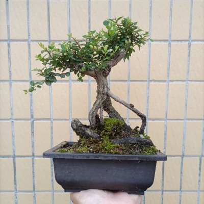 铁包金盆景提根场地销售