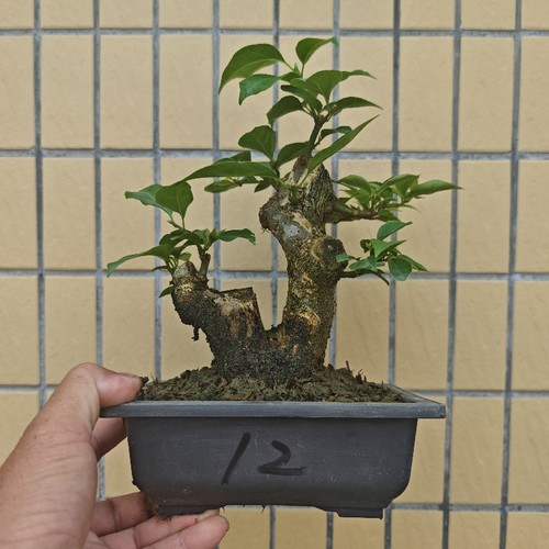 三角梅坨坨桩场地直销