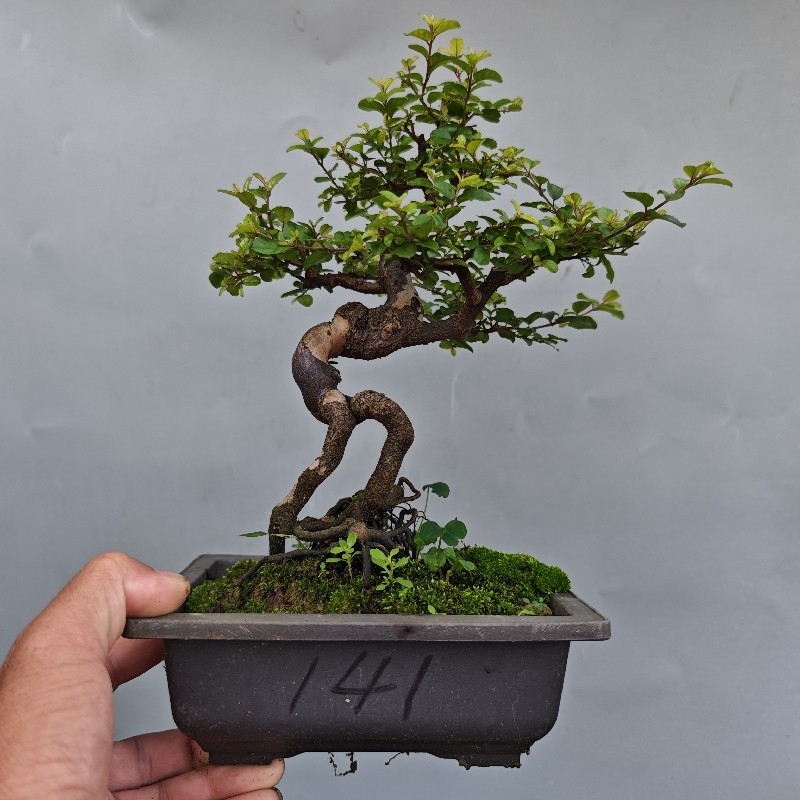 老桩雀梅盆景开花结果