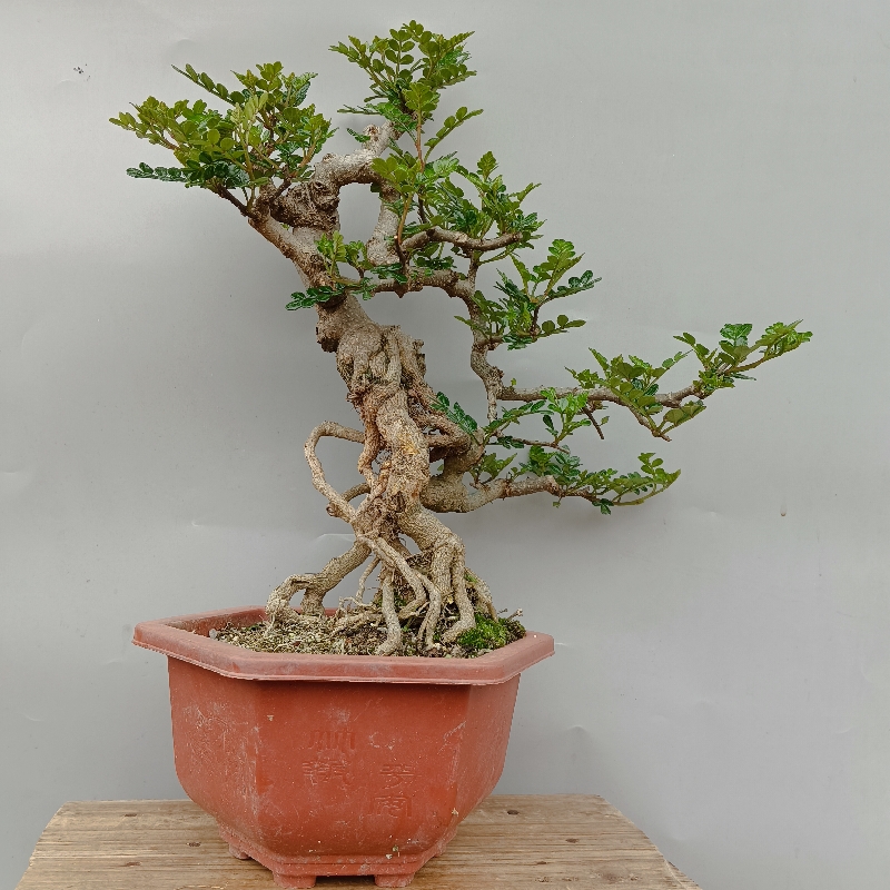 胡椒木盆景阳台盆栽直销