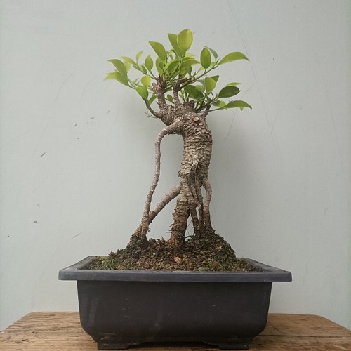 绿植气根榕树盆景直销净化空气