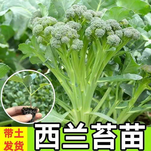精品西兰苔秧苗四季种植抗病高产清脆爽口新手易种蔬菜苗