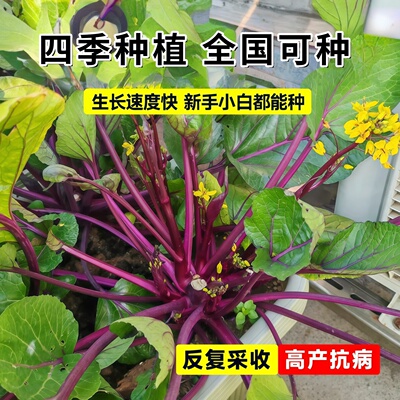 红菜苔紫菜苔带土盆栽种苗