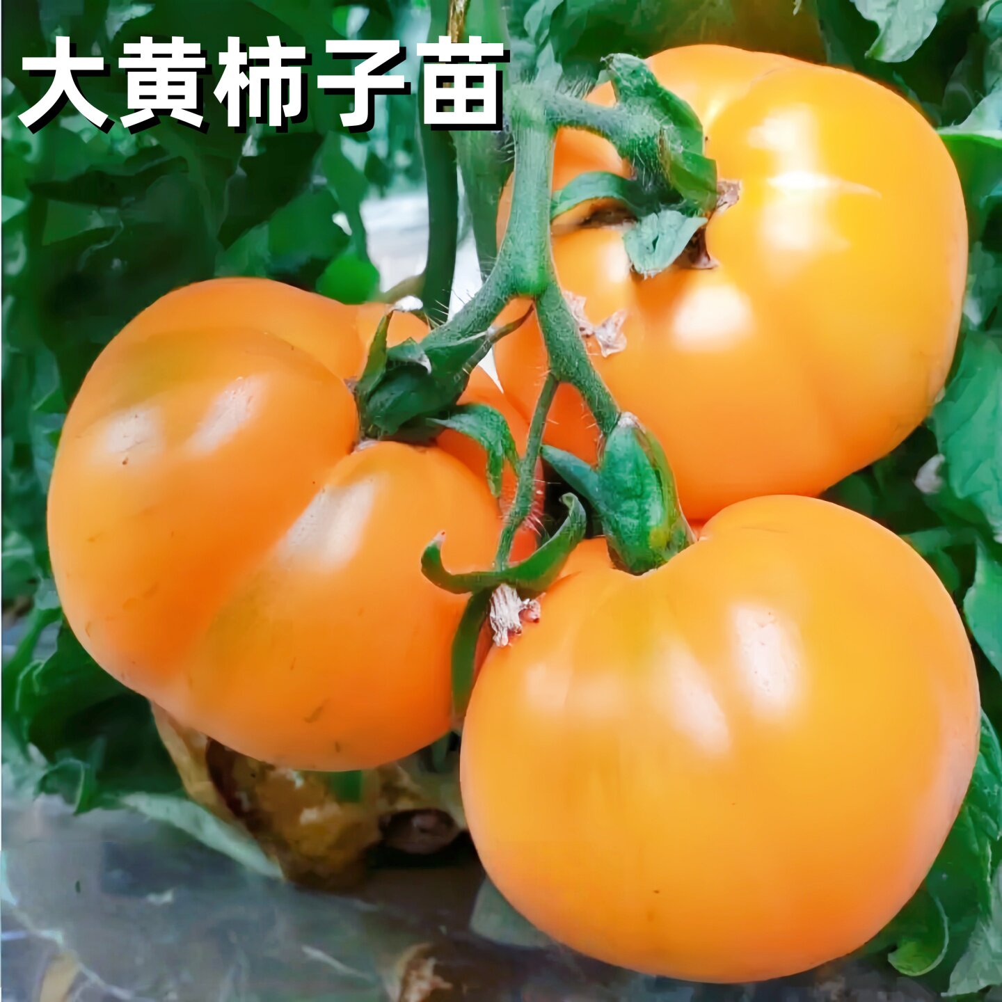 沙瓤超甜大黄柿子苗秧带土球番茄西红柿种子春秋四季阳台盆栽蔬菜