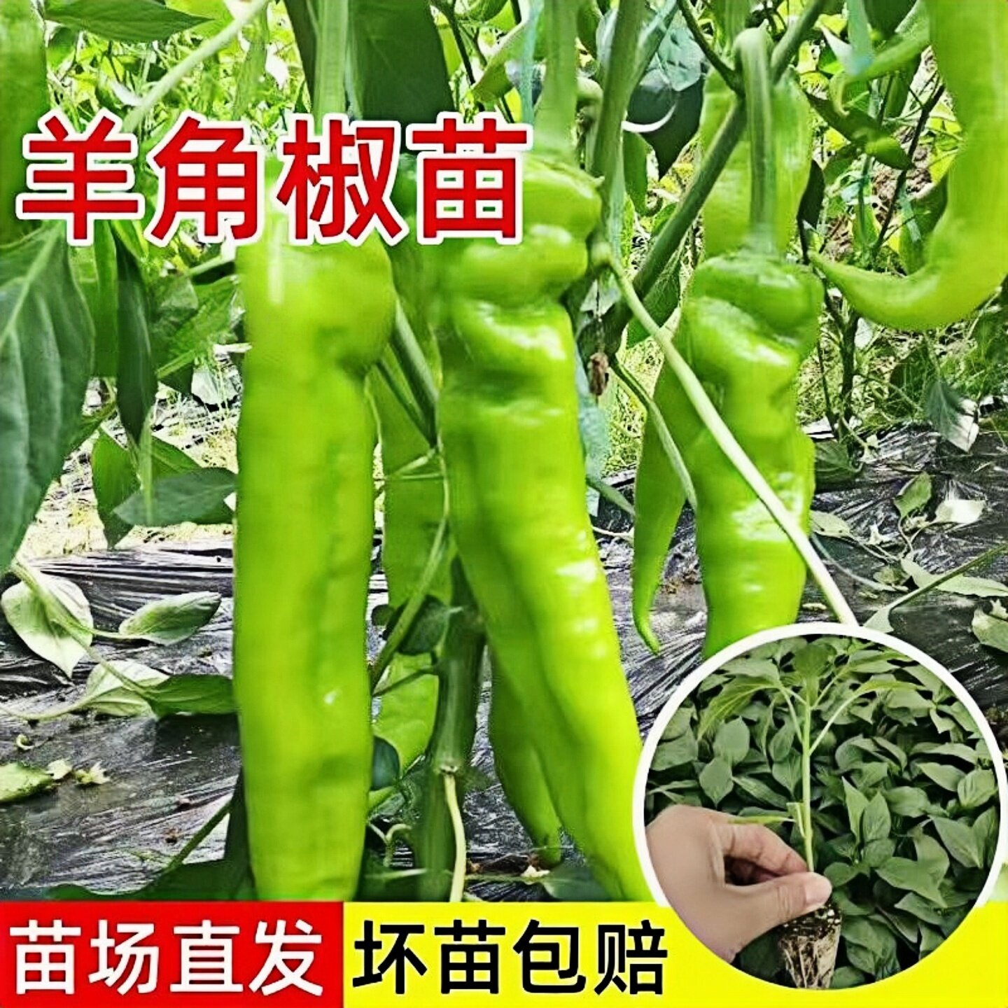 大果羊角椒苗辣椒苗黄尖椒牛角苗青椒菜椒苗大棚种植阳台盆栽菜苗