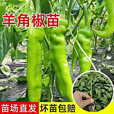 大果羊角椒苗大棚阳台盆栽