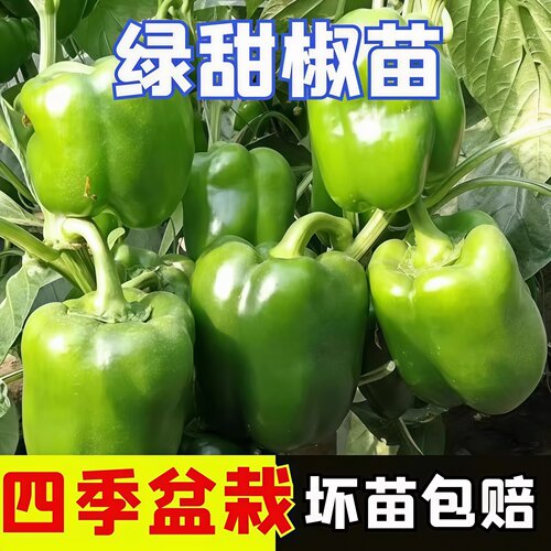 带土甜椒苗不辣四季庭院易种