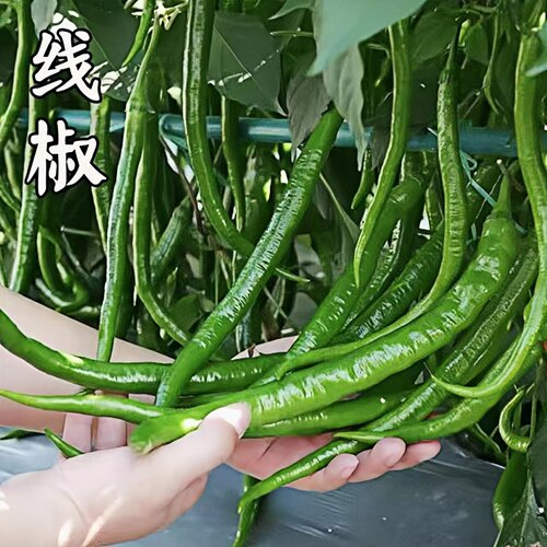 正宗南方四季高产香辣线椒苗