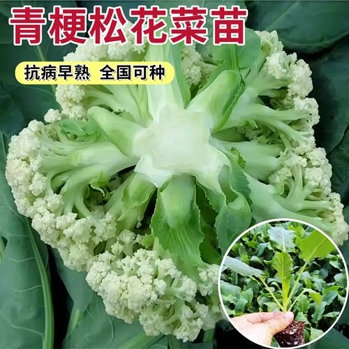 青梗松花菜苗秧高产散花菜苗种籽子花椰菜苗秋冬季耐寒盆栽蔬菜苗