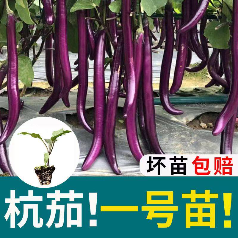 杭茄一号长茄苗紫线茄子苗高产春秋四季阳台盆栽苗蔬菜秧种籽茄苗