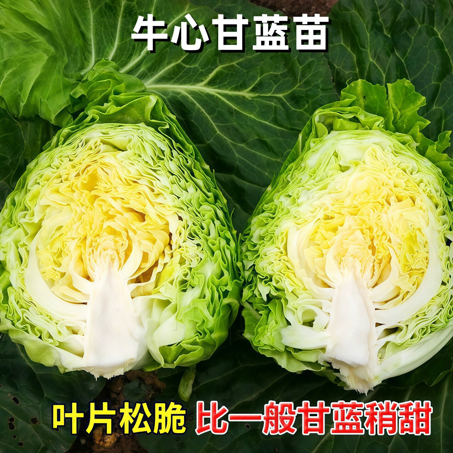 牛心甘蓝苗秧苗紫甘蓝苗绿甘蓝苗包菜卷心菜苗春秋冬耐寒蔬菜苗
