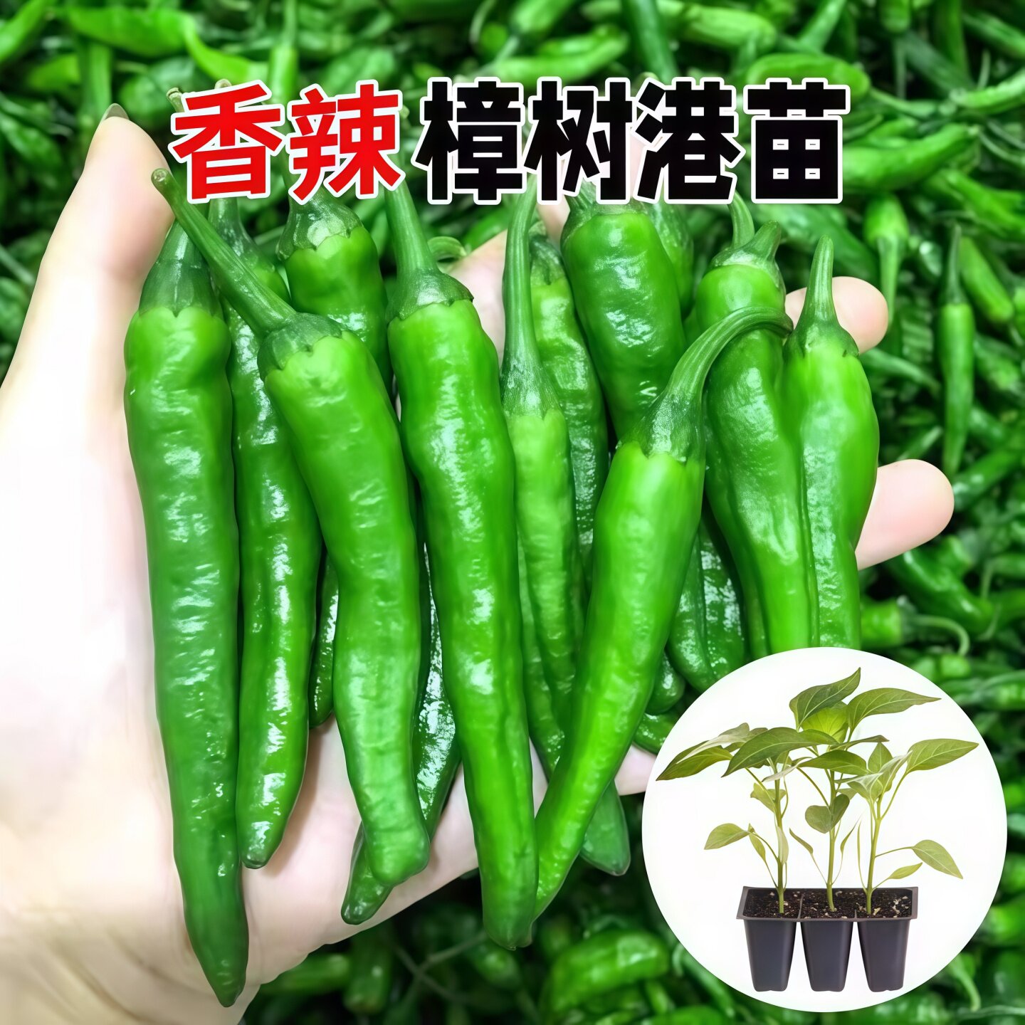 正宗樟树港辣椒种子种籽岳阳特产樟树港湖南辣椒苗高产孑苗秧秧苗
