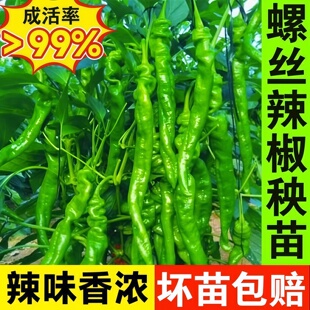 螺丝椒辣椒苗高产香辣特大辣椒种籽螺丝椒薄皮南方盆栽蔬菜苗秧