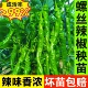 螺丝椒辣椒苗高产香辣特大辣椒种籽螺丝椒薄皮南方盆栽蔬菜苗秧