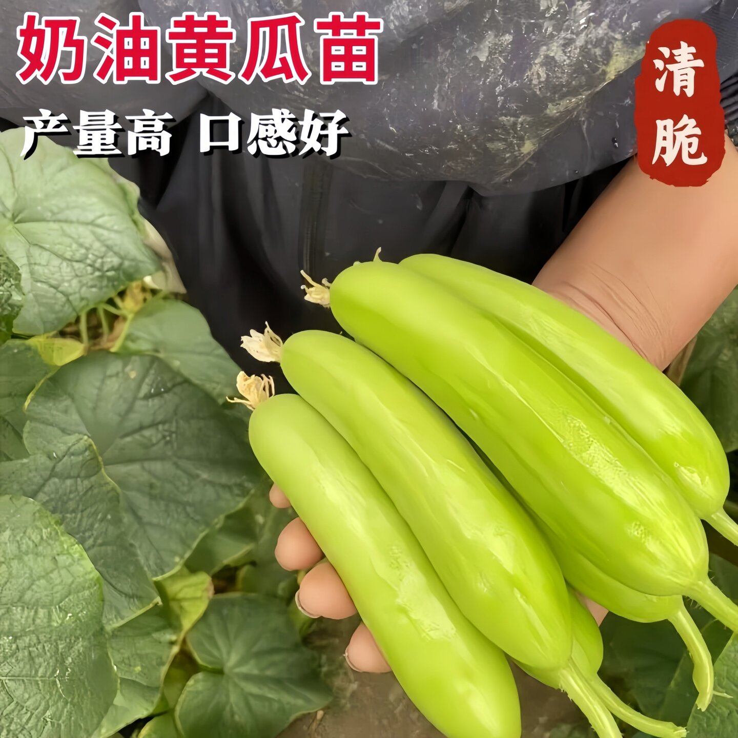 奶油无刺水果黄瓜苗秧苗四季阳台盆栽春秋黄瓜水果蔬菜黄瓜种子苗