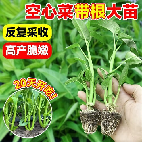 大叶三叉空心菜苗柳叶高产白杆空心菜四季蔬菜苗秧苗带土阳台种子