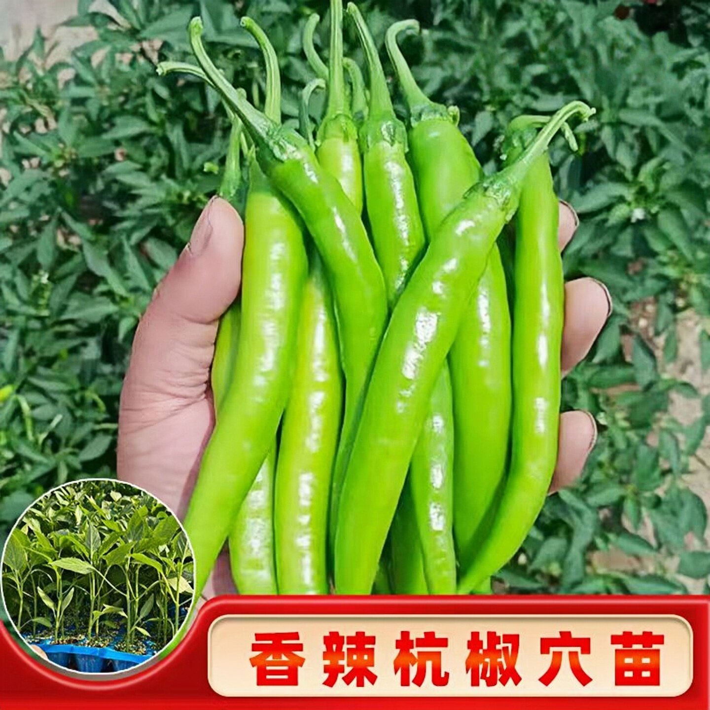 正宗香辣杭椒苗秧带土球线椒螺丝超甜尖椒种子四季高产辣椒苗盆栽