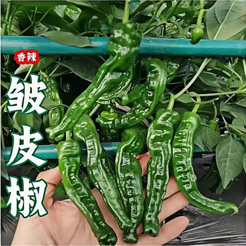 益丰苗场小皱皮辣椒种子香辣高产