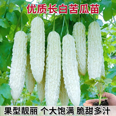 白玉苦瓜种子四季播耐热丰产