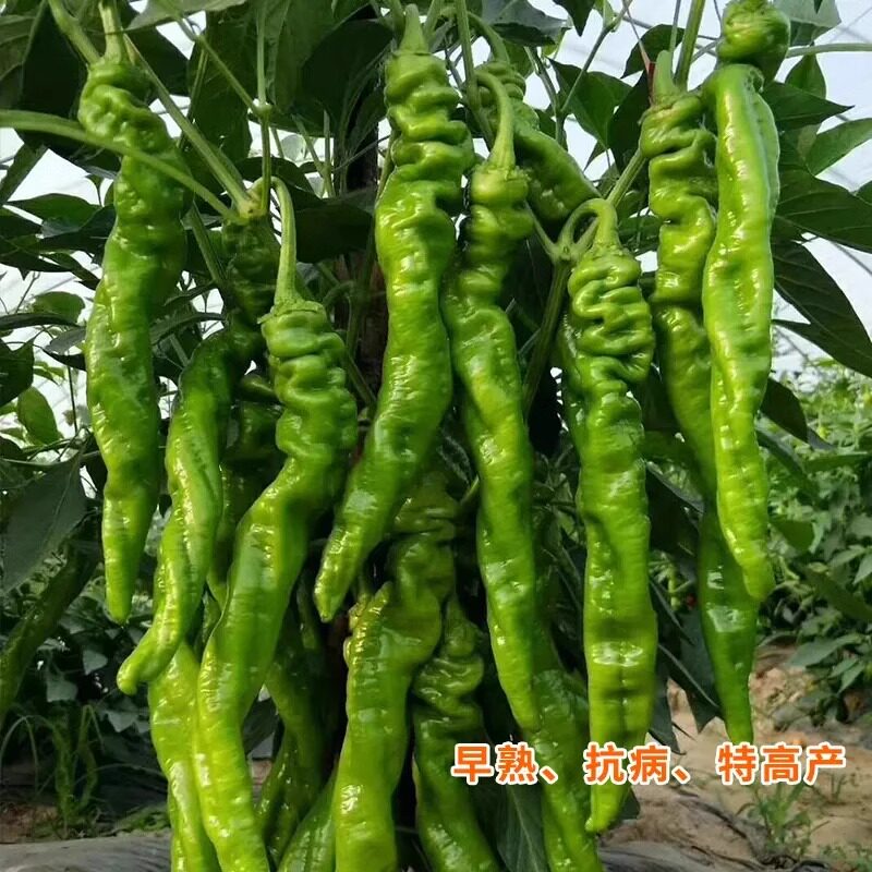 特大螺丝椒苗陇椒种子