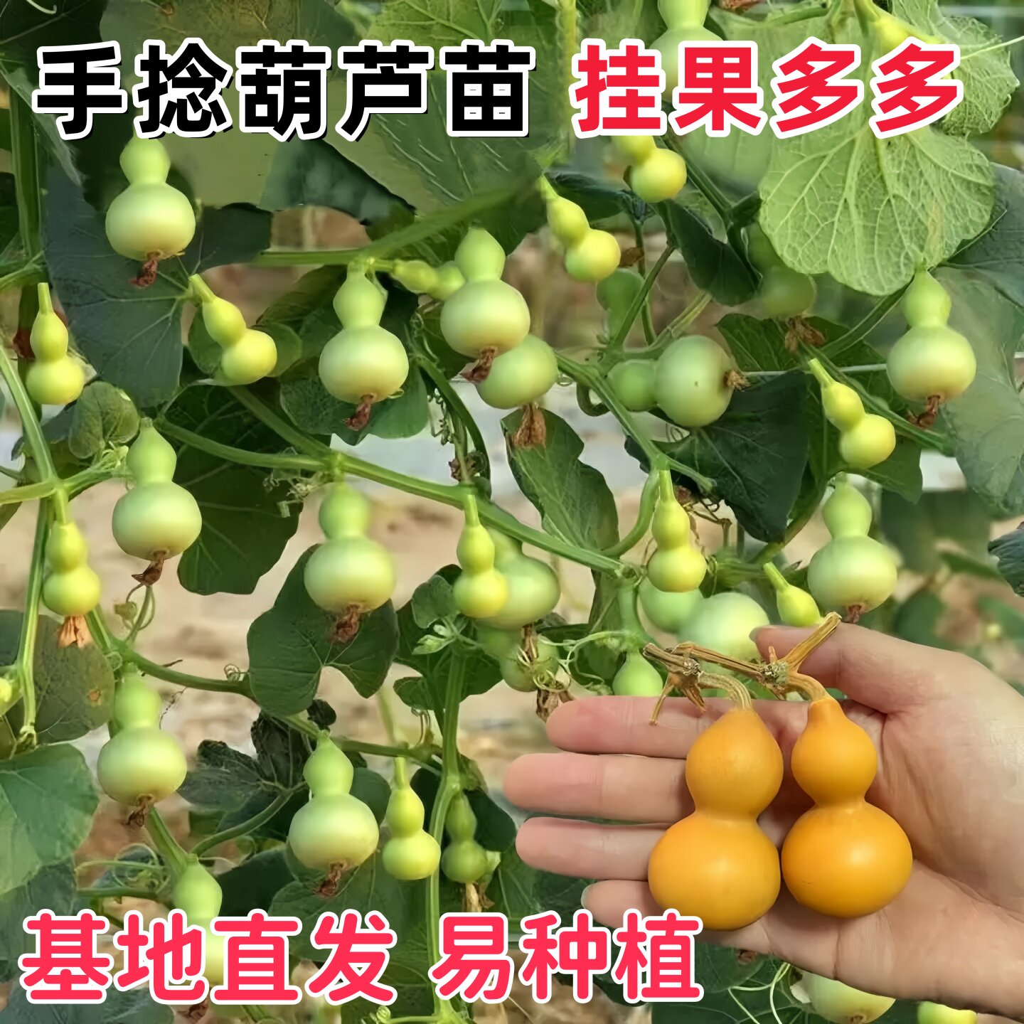 小葫芦秧苗盆栽手捻宝葫芦文玩种籽子孑四季籽种观赏阳台庭院种子
