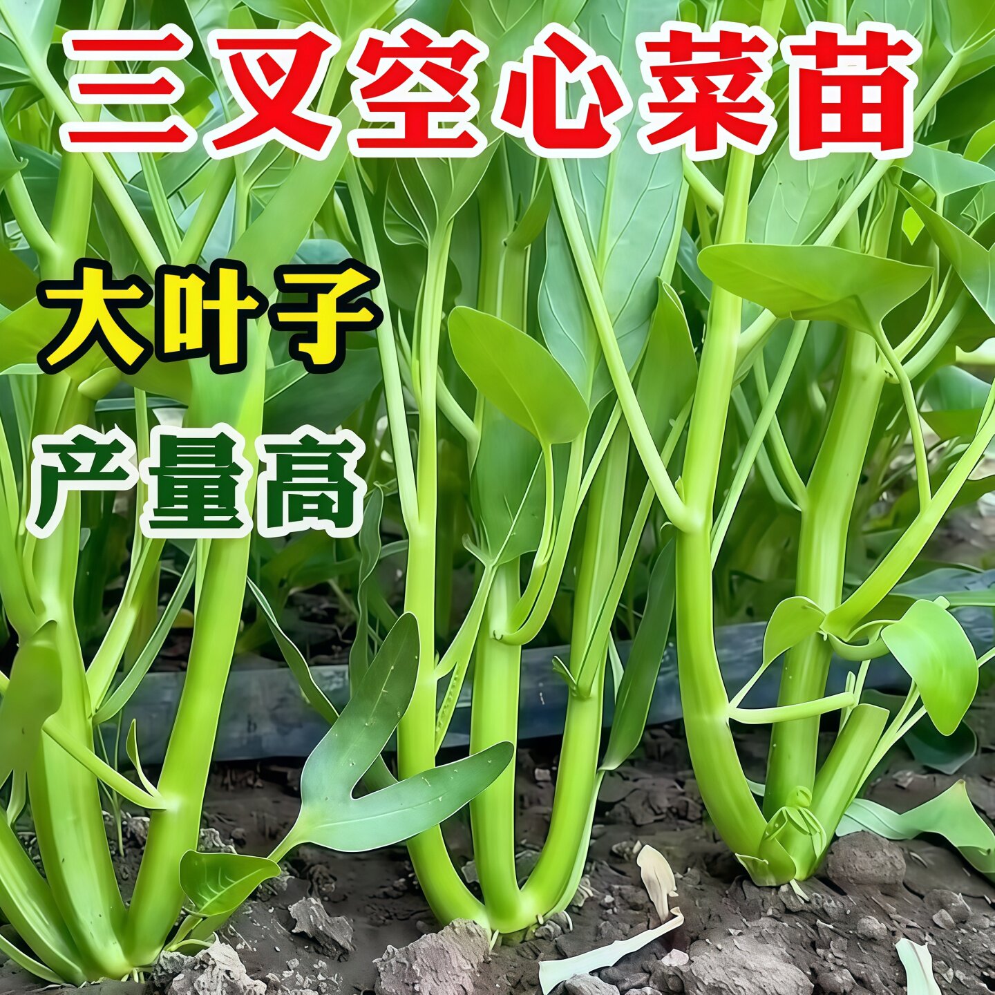三叉菜空心菜秧苗种子柳叶空心菜种籽孑苗四季蔬菜苗水上种植带根