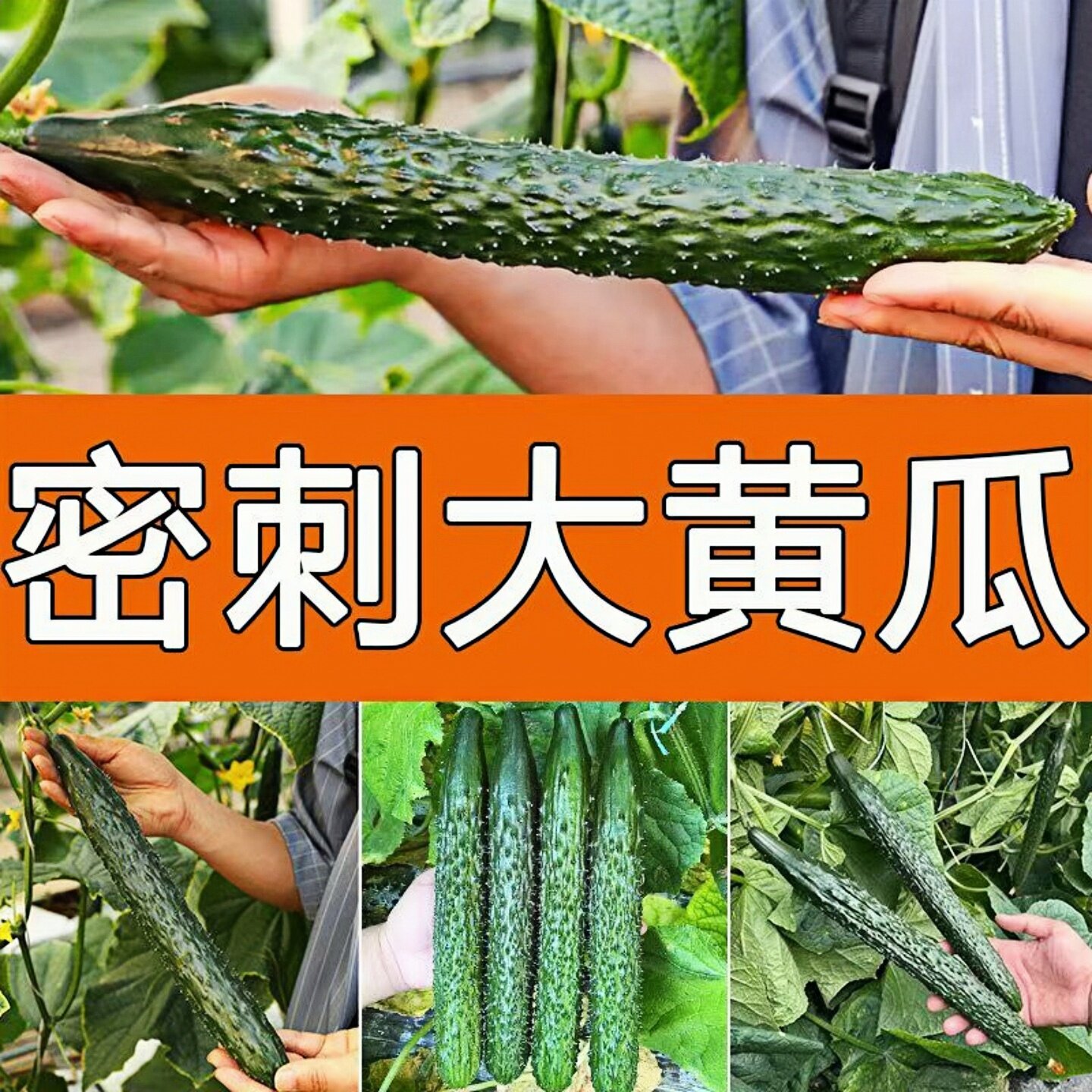 大黄瓜苗老品种水果密刺苗秧带土球四季青瓜种苗高产型蔬菜苗