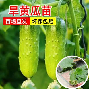 旱黄瓜苗四季秧苗阳台密刺水果高产爬地老品种种子蔬菜种籽孑大全